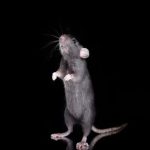 Pest Control Excellence: Banishing Rats from Your Home